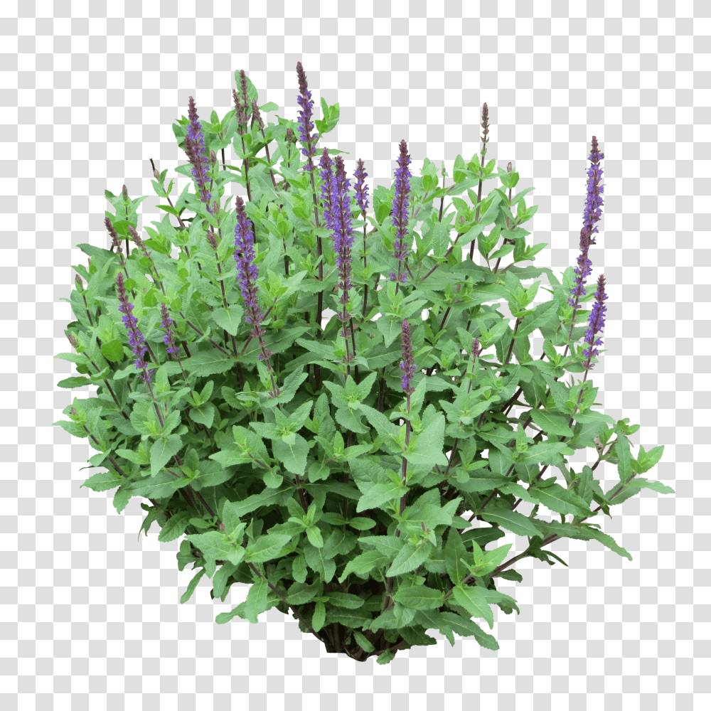 Detail Shrub Transparent Background Nomer 52