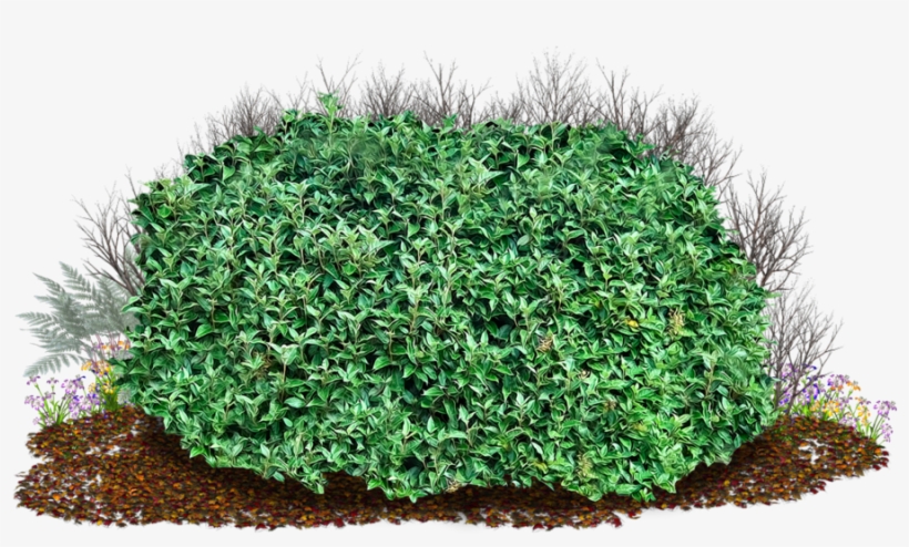 Detail Shrub Transparent Background Nomer 54