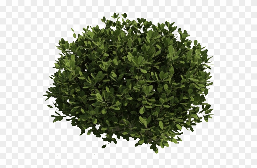 Detail Shrub Transparent Background Nomer 6