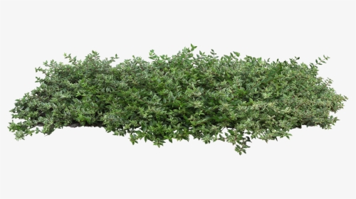 Detail Shrub Transparent Background Nomer 7