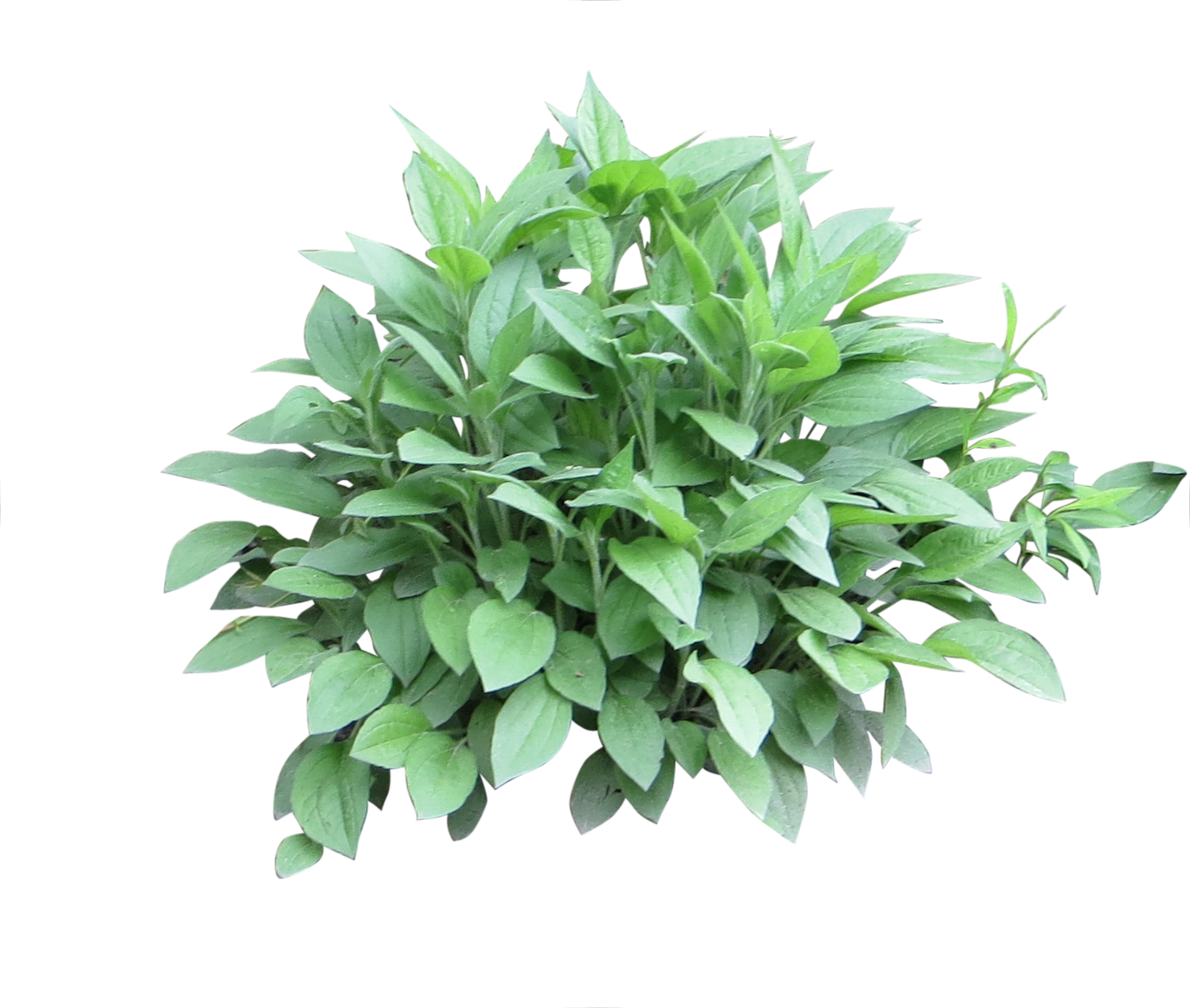 Detail Shrub Transparent Background Nomer 8
