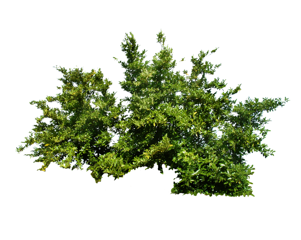 Shrubbery Png - KibrisPDR