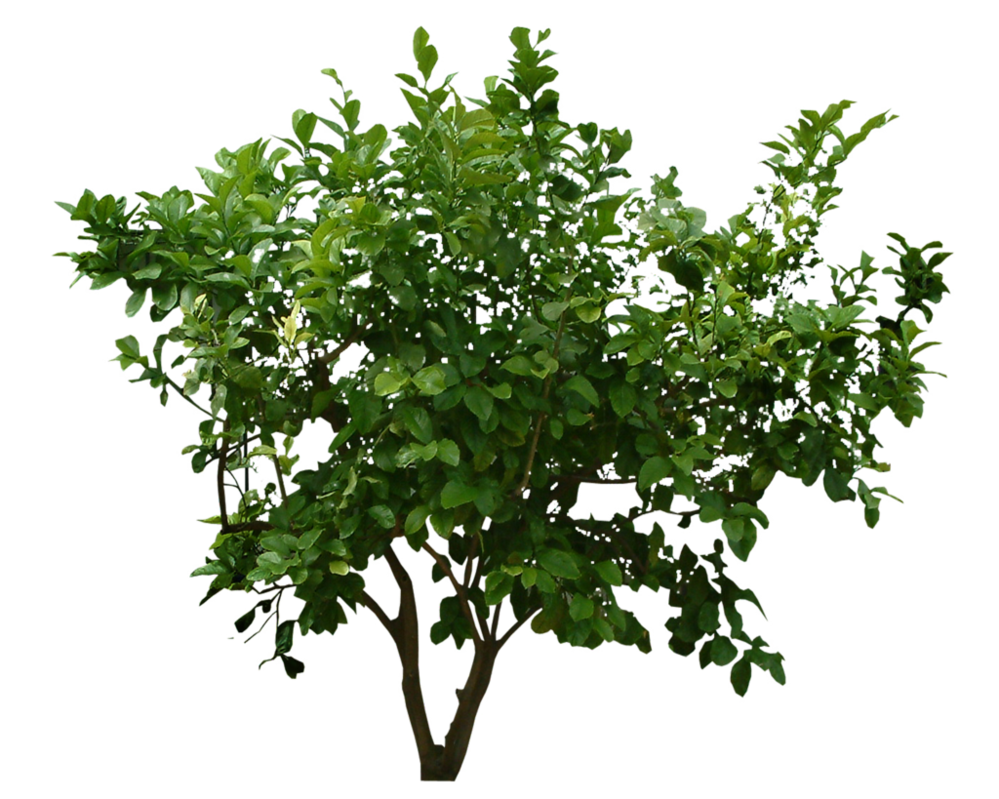 Detail Shrubbery Png Nomer 17