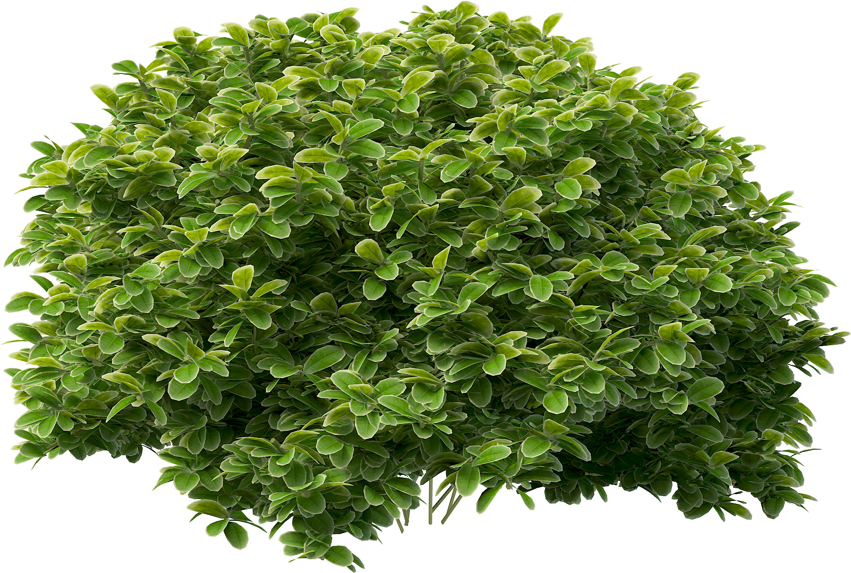 Detail Shrubbery Png Nomer 22