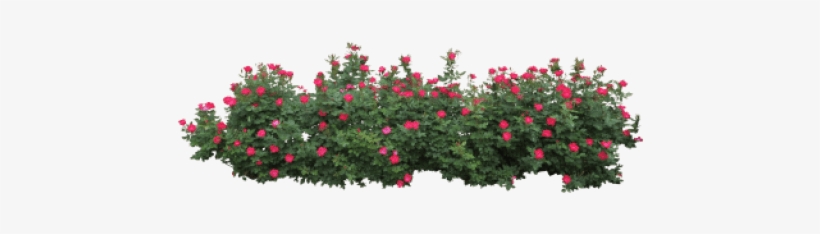 Detail Shrubbery Png Nomer 32