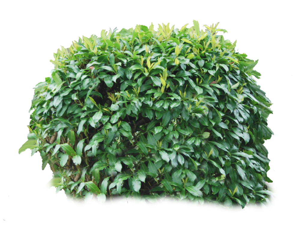 Detail Shrubbery Png Nomer 45