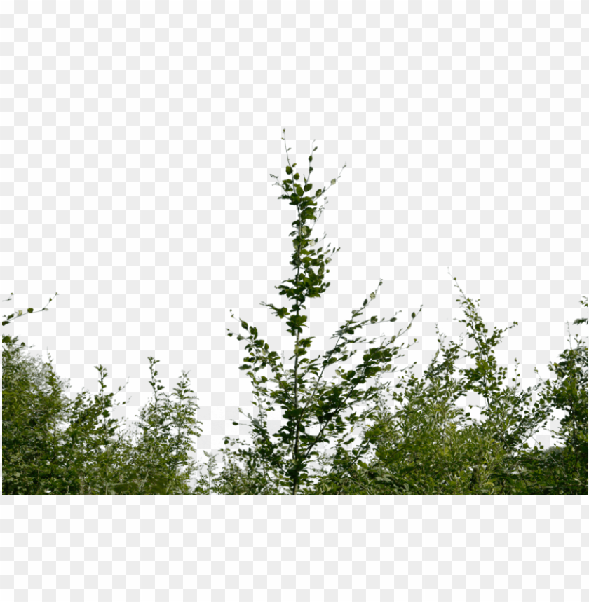 Detail Shrubbery Png Nomer 46