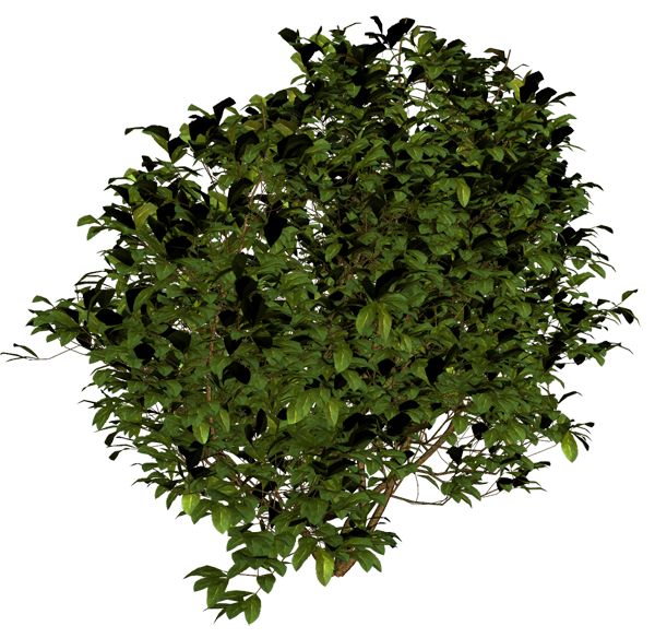 Detail Shrubbery Png Nomer 56