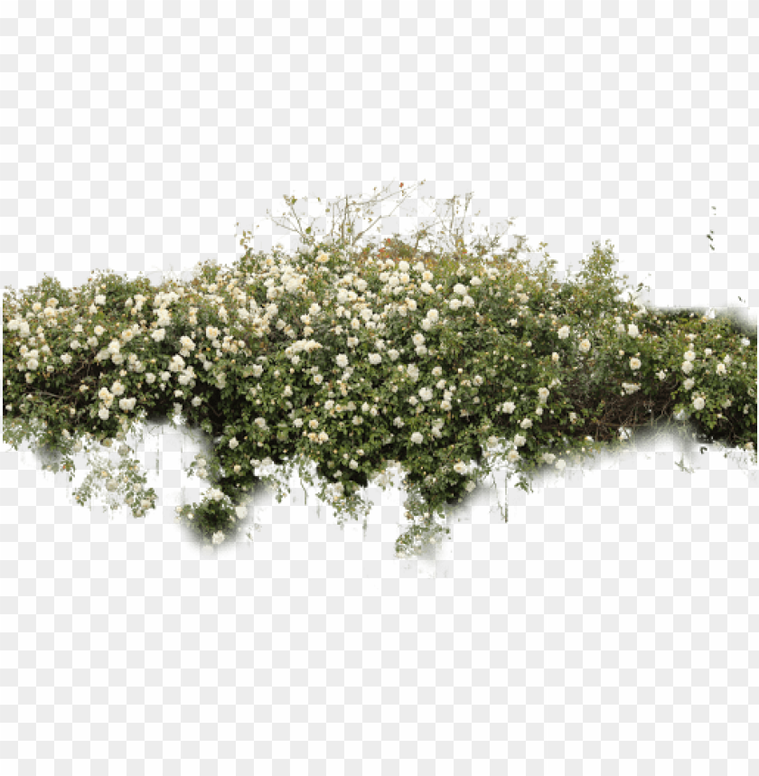 Detail Shrubbery Png Nomer 8