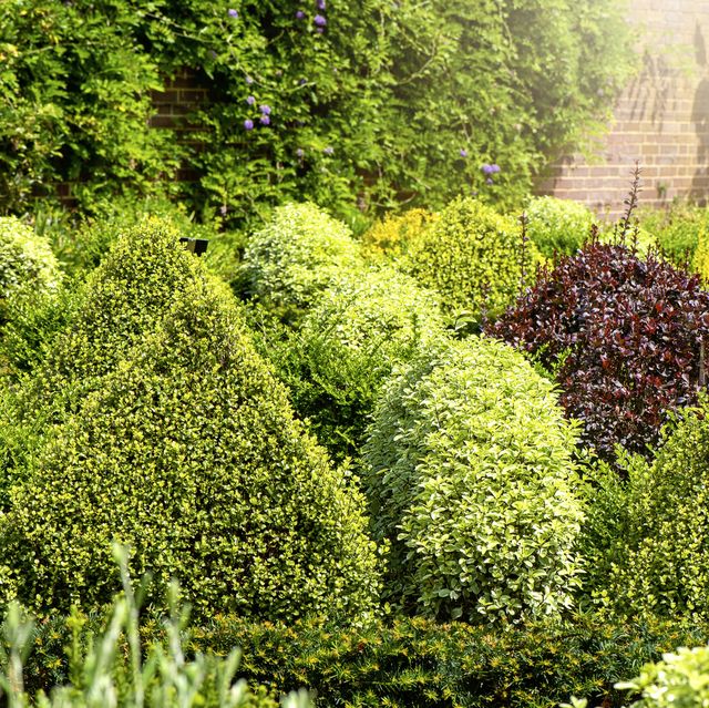 Detail Shrubs Plant Images Nomer 29