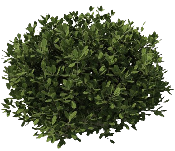 Detail Shrubs Png Nomer 19