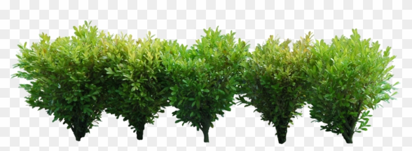 Detail Shrubs Png Nomer 21