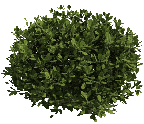 Detail Shrubs Png Nomer 25