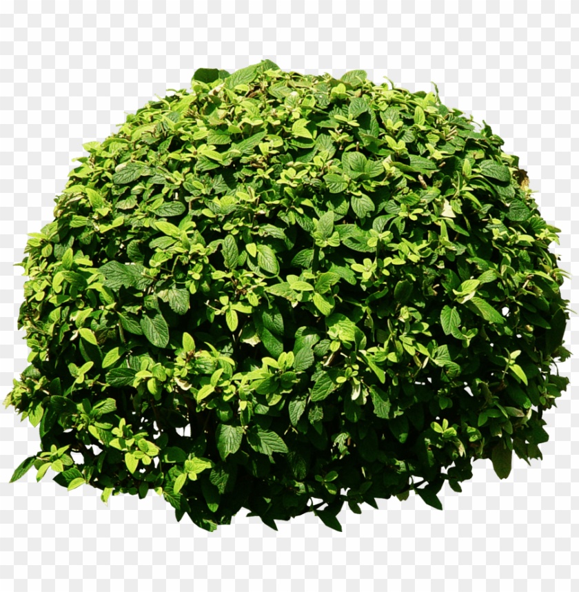 Detail Shrubs Png Nomer 26