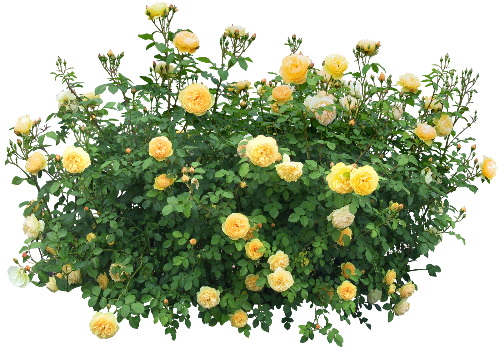 Detail Shrubs Png Nomer 31