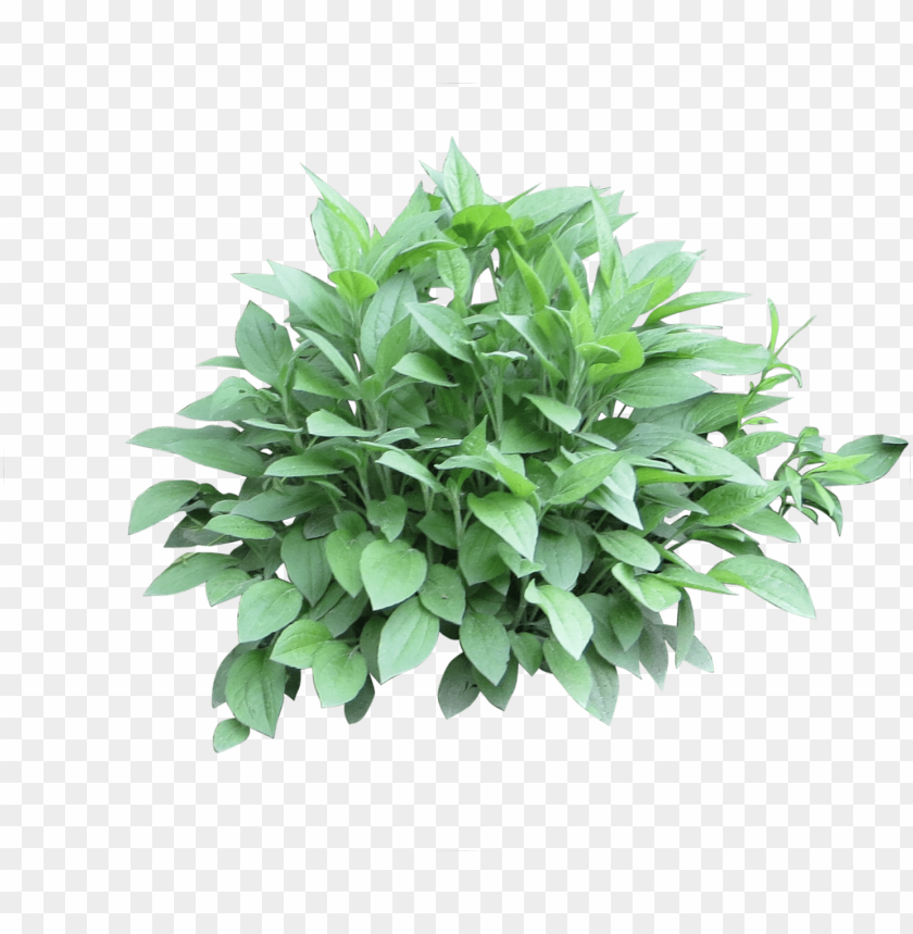 Detail Shrubs Png Nomer 42