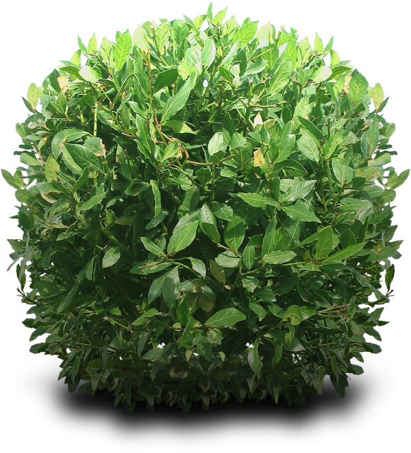 Detail Shrubs Png Nomer 43