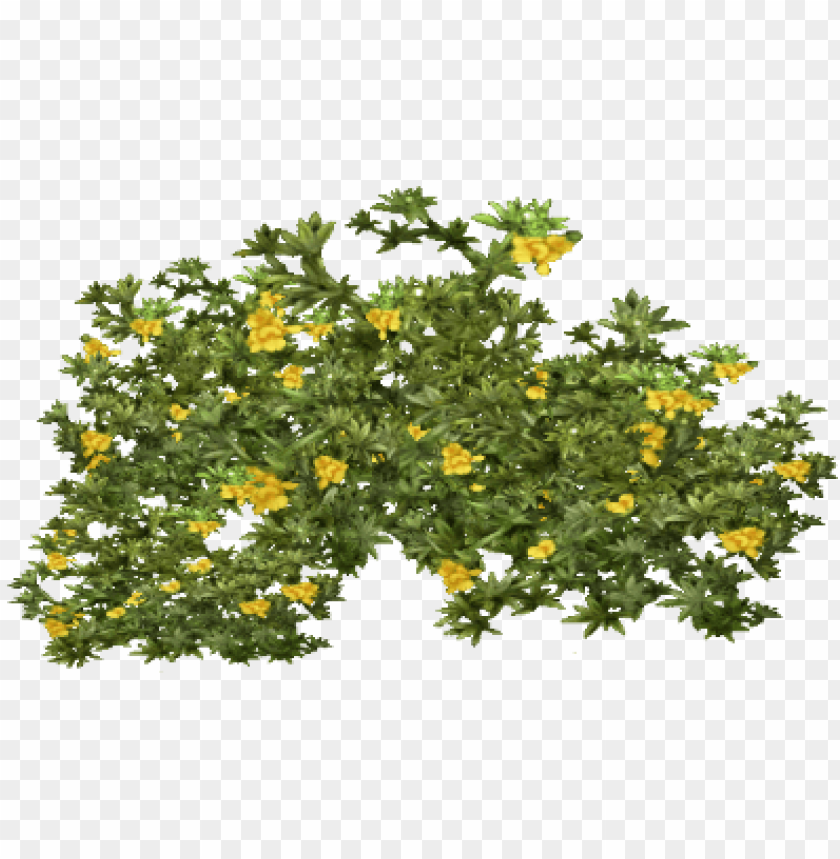 Detail Shrubs Png Nomer 54