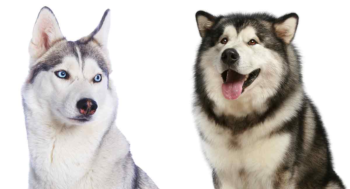 Detail Siberian Husky Alaskan Malamute Nomer 20