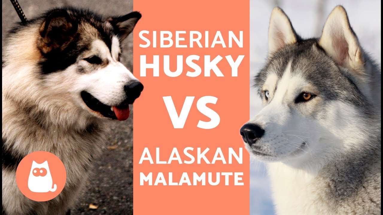 Detail Siberian Husky Alaskan Malamute Nomer 21