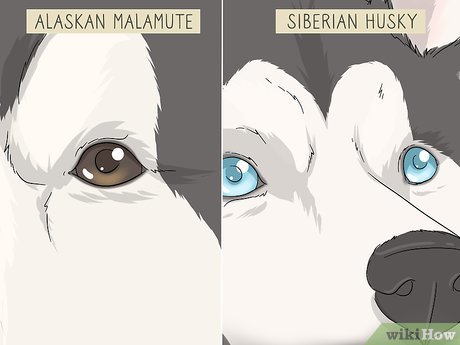 Detail Siberian Husky Alaskan Malamute Nomer 25