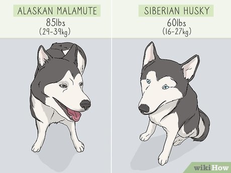 Detail Siberian Husky Alaskan Malamute Nomer 29