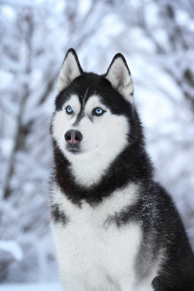 Detail Siberian Husky Images Nomer 45