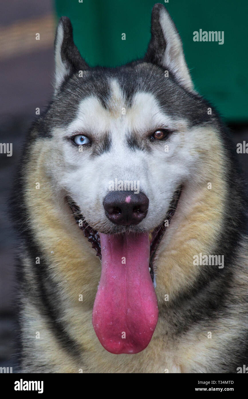 Detail Siberian Husky Indonesia Nomer 4