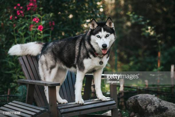 Detail Siberian Husky Pictures Gallery Nomer 11