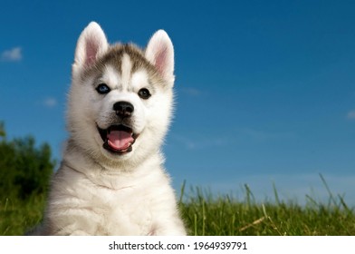 Detail Siberian Husky Pictures Gallery Nomer 19