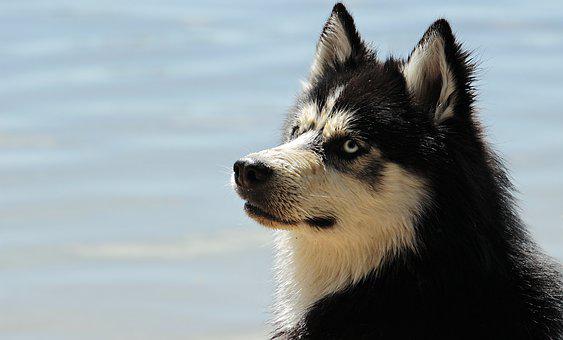 Detail Siberian Husky Pictures Gallery Nomer 26