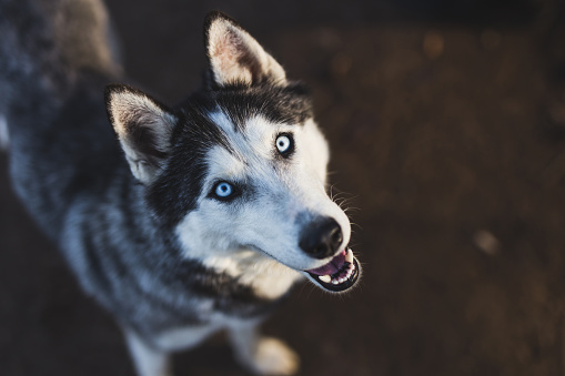 Detail Siberian Husky Pictures Gallery Nomer 27
