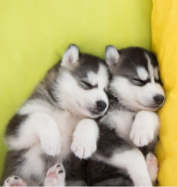 Detail Siberian Husky Pictures Gallery Nomer 28