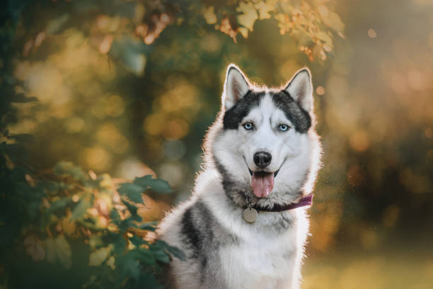 Detail Siberian Husky Pictures Gallery Nomer 4