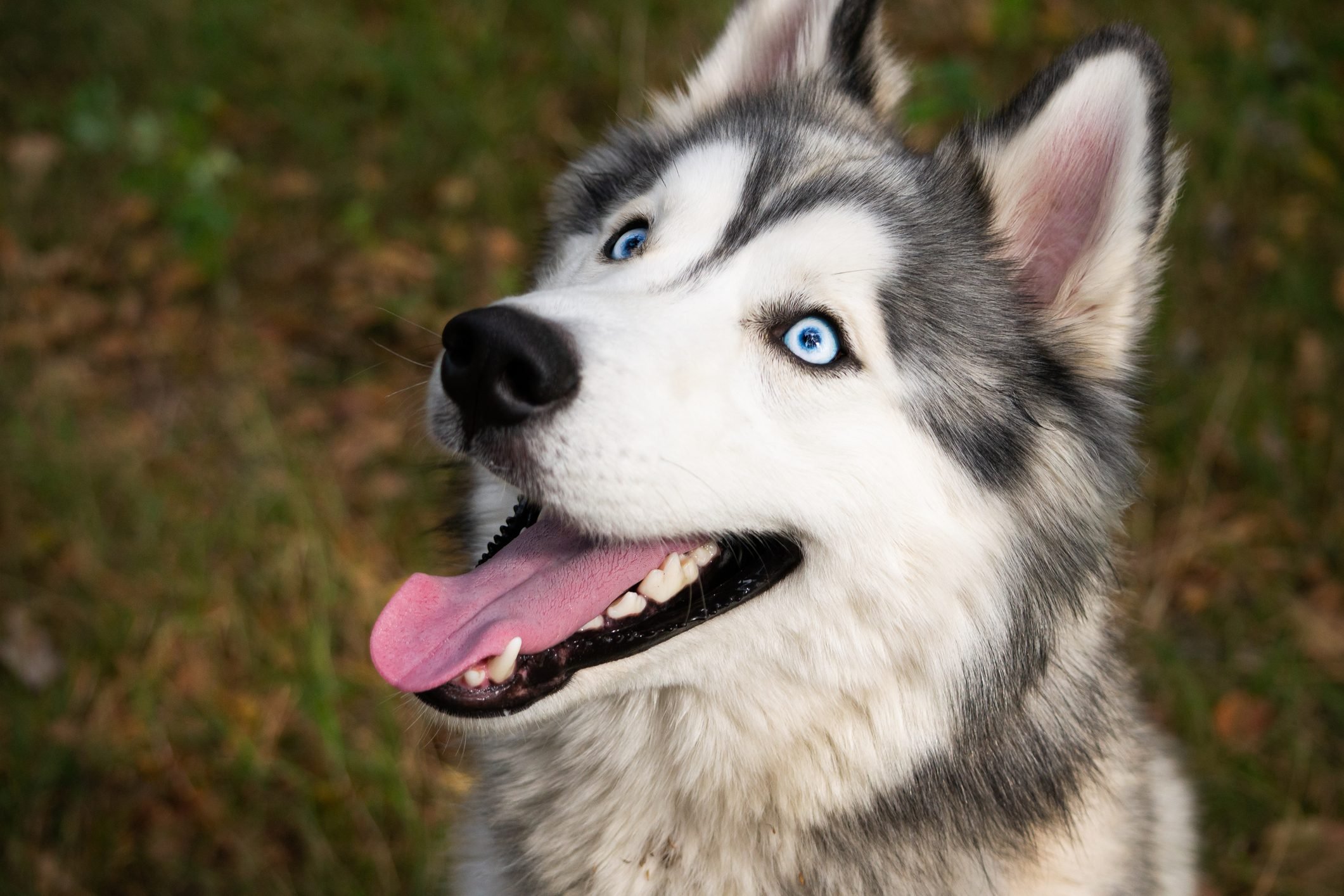 Detail Siberian Husky Pictures Gallery Nomer 35