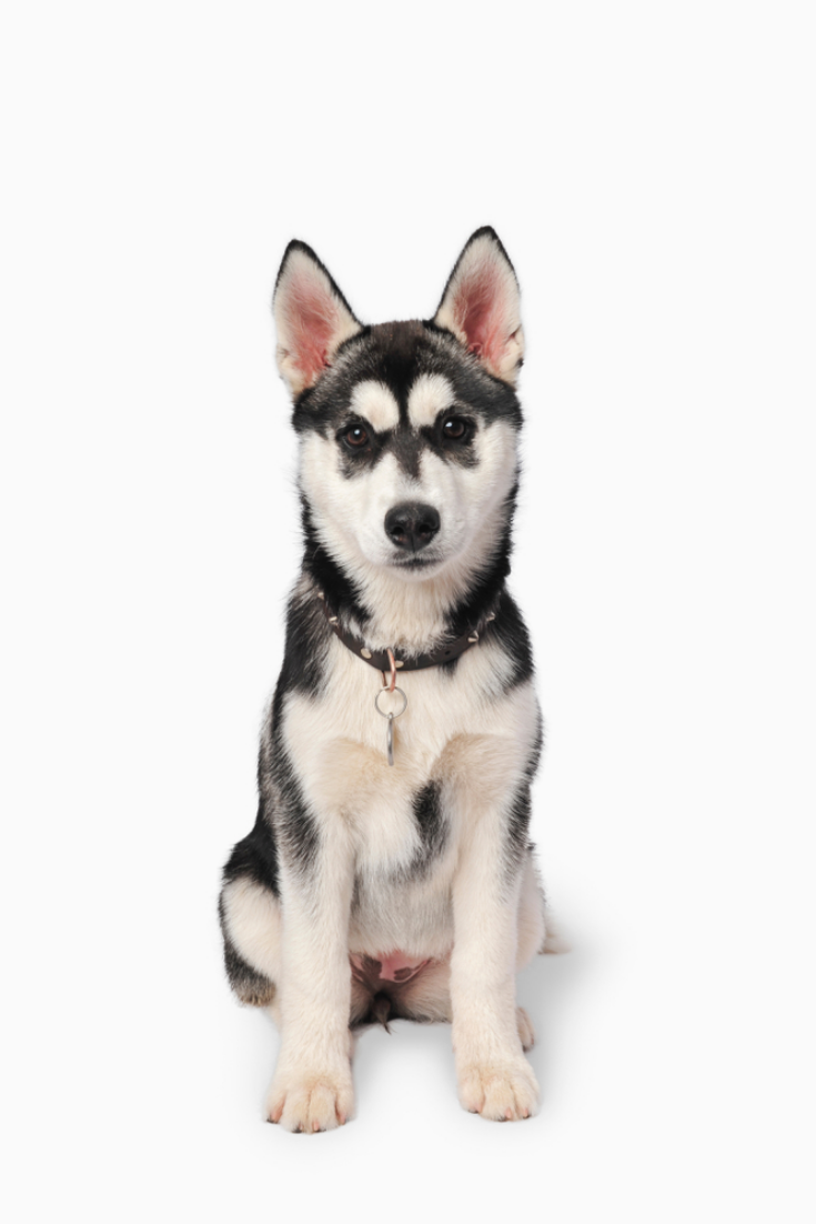 Detail Siberian Husky Pictures Gallery Nomer 36