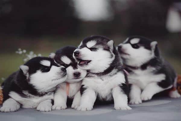 Detail Siberian Husky Pictures Gallery Nomer 38