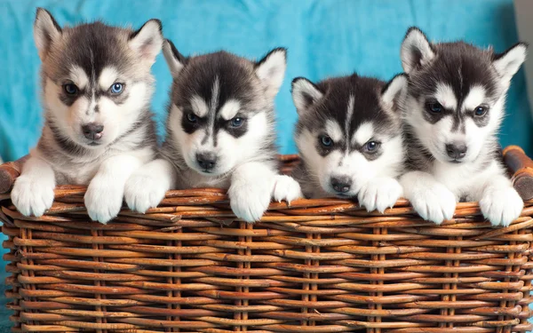 Detail Siberian Husky Pictures Gallery Nomer 49