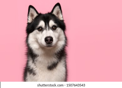 Detail Siberian Husky Pictures Gallery Nomer 53