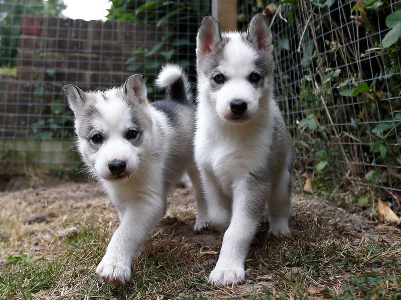 Detail Siberian Husky Pictures Gallery Nomer 58