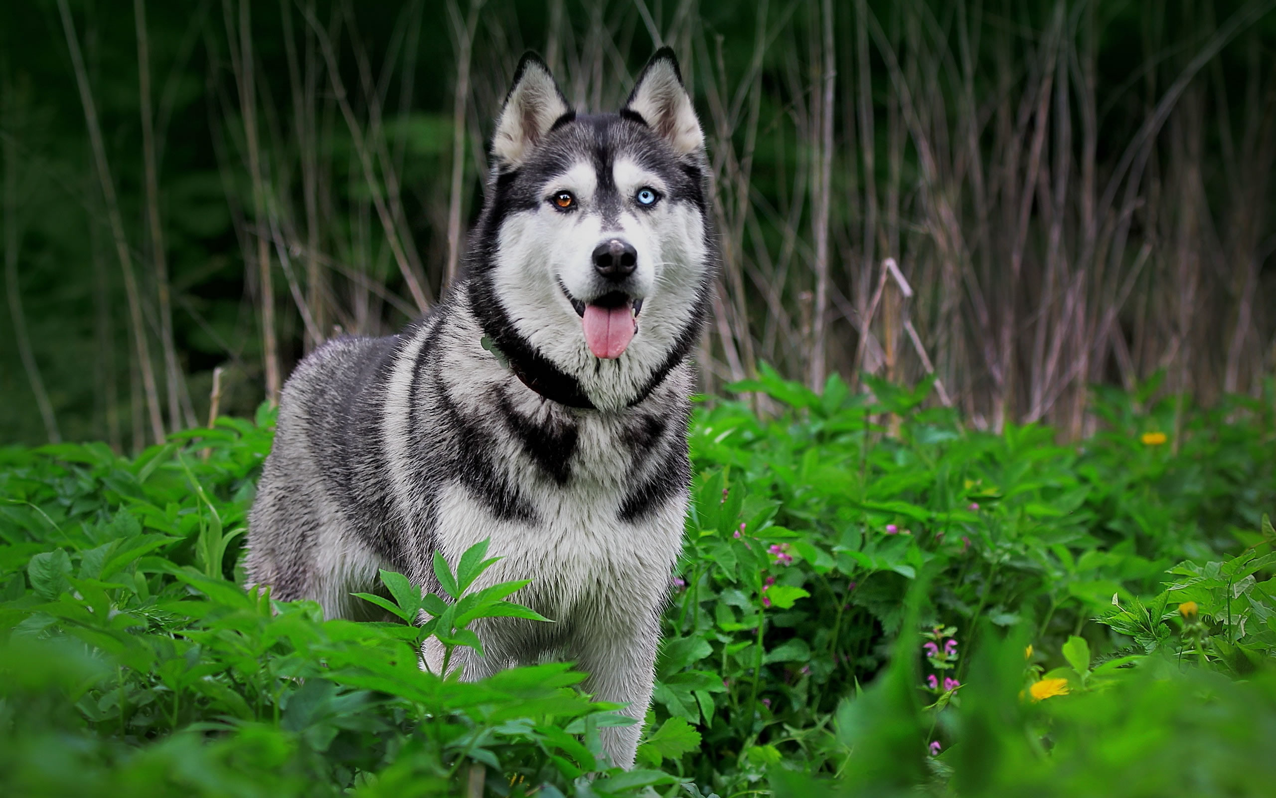 Detail Siberian Husky Wallpaper Hd Nomer 11