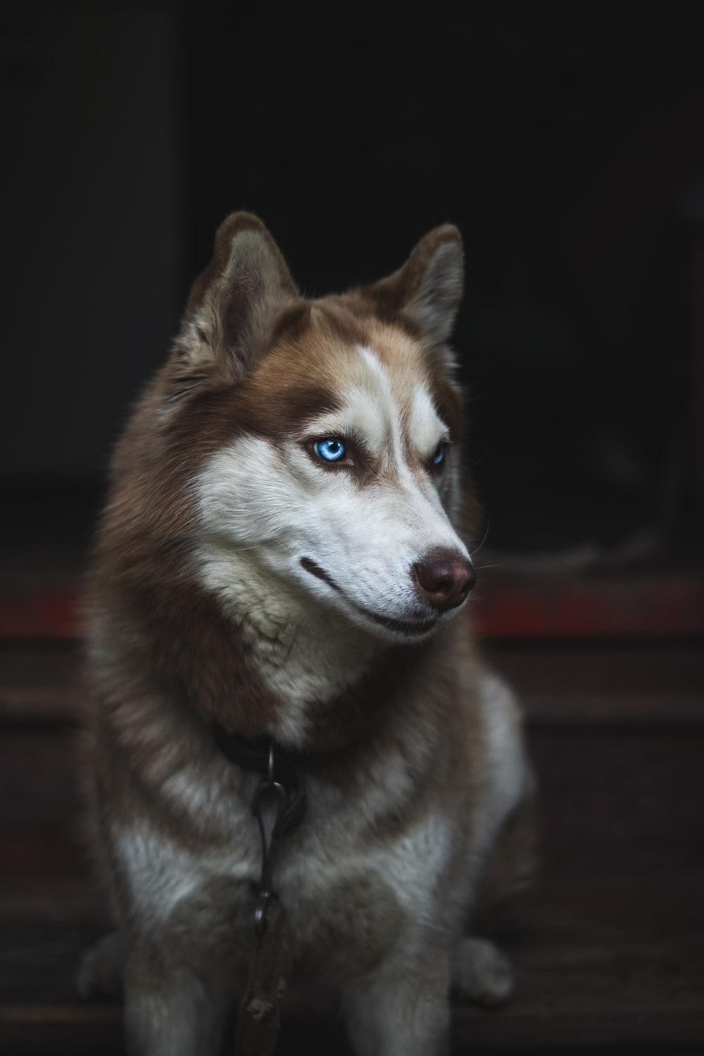 Detail Siberian Husky Wallpaper Hd Nomer 4