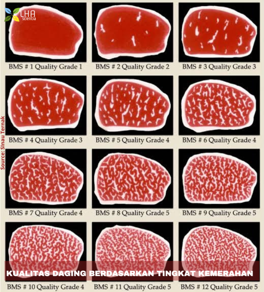 Detail Warna Daging Sapi Muda Nomer 28