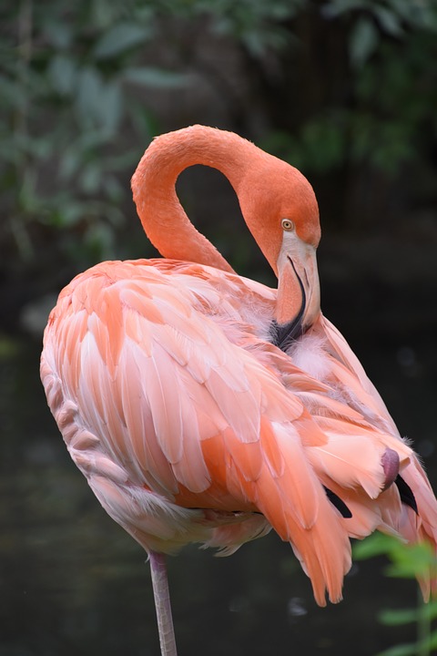 Detail Warna Flamingo Pink Nomer 26