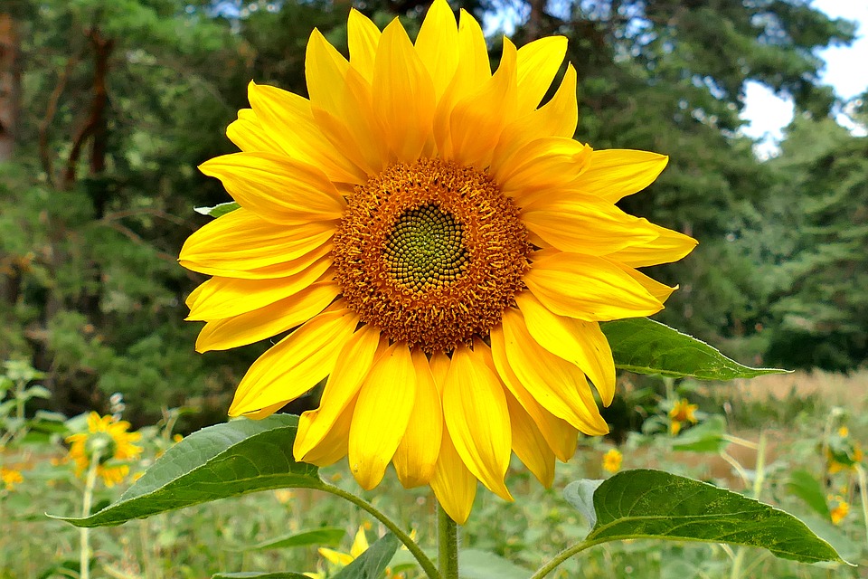 Detail Warna Gambar Bunga Matahari Nomer 14