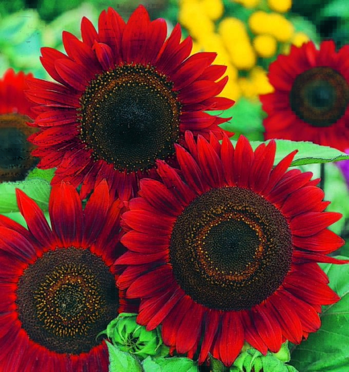 Detail Warna Gambar Bunga Matahari Nomer 22