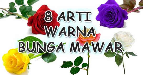 Detail Warna Gambar Bunga Mawar Nomer 37