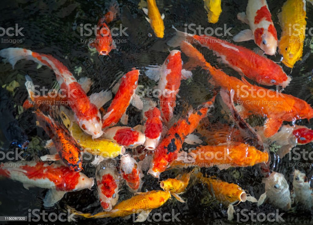 Detail Warna Gambar Ikan Mas Nomer 46