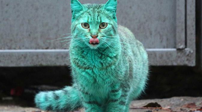 Detail Warna Gambar Kucing Nomer 42