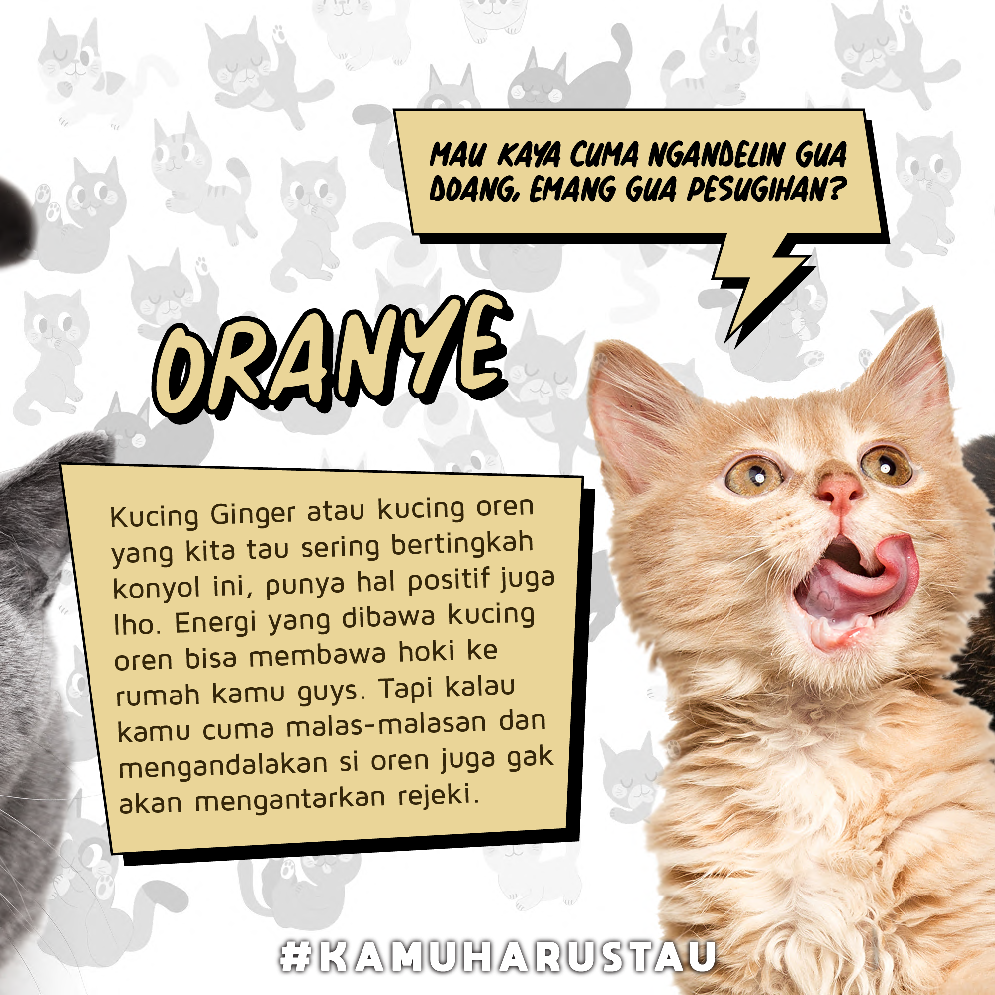 Detail Warna Gambar Kucing Nomer 47